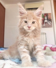 Photo №1. maine coon - for sale in the city of Berlin | 528$ | Announcement № 105632