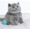 Photo №2 to announcement № 105199 for the sale of british shorthair - buy in Germany breeder