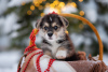 Photo №2 to announcement № 34198 for the sale of non-pedigree dogs - buy in Russian Federation breeder