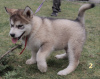 Photo №2 to announcement № 44741 for the sale of alaskan malamute - buy in Poland breeder