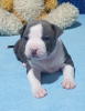Photo №2 to announcement № 68173 for the sale of american staffordshire terrier - buy in Ukraine private announcement, from nursery, breeder