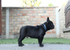 Photo №2 to announcement № 71115 for the sale of french bulldog - buy in Serbia 