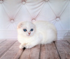 Photo №1. scottish fold - for sale in the city of Rostov-on-Don | negotiated | Announcement № 13629
