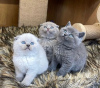 Photo №1. scottish fold - for sale in the city of Лювен | 264$ | Announcement № 99754