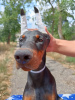 Photo №1. dobermann - for sale in the city of Belgrade | negotiated | Announcement № 112793