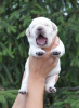 Photo №1. labrador retriever - for sale in the city of Chelyabinsk | 500$ | Announcement № 64555