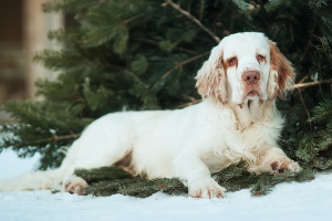 Photo №1. clumber spaniel - for sale in the city of Омск | Negotiated | Announcement № 4709