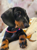 Additional photos: Dachshund UCI standard