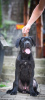 Photo №2 to announcement № 115937 for the sale of cane corso - buy in Serbia breeder