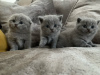 Photo №2 to announcement № 8010 for the sale of scottish fold - buy in Poland private announcement