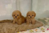 Photo №3. Teacup Maltipoo Puppies for sale. Germany