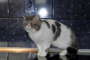 Photo №2 to announcement № 2168 for the sale of exotic shorthair - buy in Russian Federation 