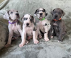 Photo №4. I will sell great dane in the city of Rüdersdorf. private announcement, breeder - price - 275$