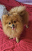 Photo №3. Beautiful Pomeranians BOO. Serbia