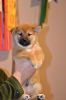 Photo №1. shiba inu - for sale in the city of Nizhny Novgorod | negotiated | Announcement № 127291