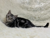 Additional photos: Scottish straight kitten, female, SFS71 NS22