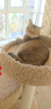 Photo №4. I will sell british shorthair in the city of Химки. private announcement - price - negotiated
