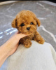 Photo №2 to announcement № 122918 for the sale of poodle (toy) - buy in Australia breeder