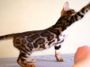 Photo №1. bengal cat - for sale in the city of Minsk | 454$ | Announcement № 9010