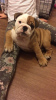 Photo №2 to announcement № 88975 for the sale of english bulldog - buy in Germany private announcement