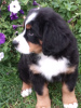 Photo №1. bernese mountain dog - for sale in the city of Жуков | 675$ | Announcement № 13287