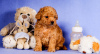 Photo №4. I will sell poodle (toy) in the city of Dammam. private announcement - price - 0$