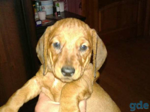 Photo №2 to announcement № 477 for the sale of dachshund - buy in Russian Federation private announcement, breeder