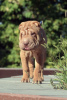 Photo №2 to announcement № 13076 for the sale of shar pei - buy in Sweden breeder