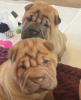 Photo №1. shar pei - for sale in the city of Jüterbog | 423$ | Announcement № 127290