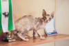 Photo №1. sphynx-katze - for sale in the city of Gomel | 1000$ | Announcement № 11479
