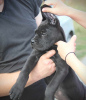 Photo №2 to announcement № 75320 for the sale of cane corso - buy in Serbia 