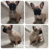 Photo №4. I will sell french bulldog in the city of Brest. private announcement - price - negotiated
