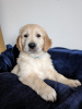 Photo №1. golden retriever - for sale in the city of Франкфурт-на-Майне | 254$ | Announcement № 104122