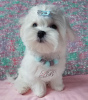 Photo №1. maltese dog - for sale in the city of Kiev | 1500$ | Announcement № 17827