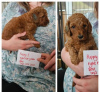 Additional photos: Miniature Goldendoodle Puppies