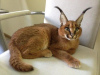 Photo №1. caracal - for sale in the city of Duisburg | Is free | Announcement № 99637