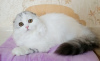 Photo №3. Fanta kitty. Russian Federation