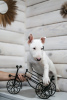 Photo №4. I will sell bull terrier in the city of Несвиж. private announcement - price - 900$