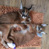 Photo №3. Amazing Caracal Cats and Kittens Here. United Kingdom
