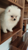 Photo №3. Pomeranian Spitz. Belarus