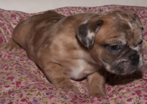 Photo №2 to announcement № 388 for the sale of french bulldog - buy in Germany private announcement, from the shelter