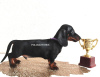 Photo №2 to announcement № 43024 for the sale of dachshund - buy in Lithuania from nursery