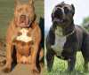 Additional photos: American Bully XL puppies