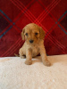 Photo №1. non-pedigree dogs - for sale in the city of Bamberg | Is free | Announcement № 117859