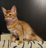 Photo №2 to announcement № 9206 for the sale of somali cat - buy in Russian Federation from nursery