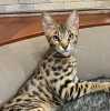 Photo №1. savannah cat - for sale in the city of Ливерпуль | negotiated | Announcement № 36697