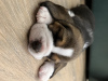 Photo №3. Elite Beagle puppies. Russian Federation