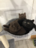 Additional photos: Champion British shorthair kittens ready now for sale