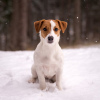 Photo №3. Pedigree puppy Jack Russell Terrier. Belarus