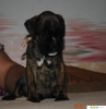 Additional photos: German boxer puppies